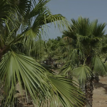 Palm Trees (בינוני)